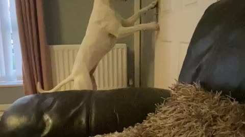 Smart dog opens door