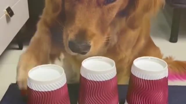 confused dog funny video