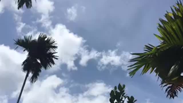 Blue Sky cloud Natural sunshine trees and birds sound Srilanka