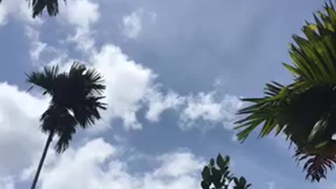 Blue Sky cloud Natural sunshine trees and birds sound Srilanka