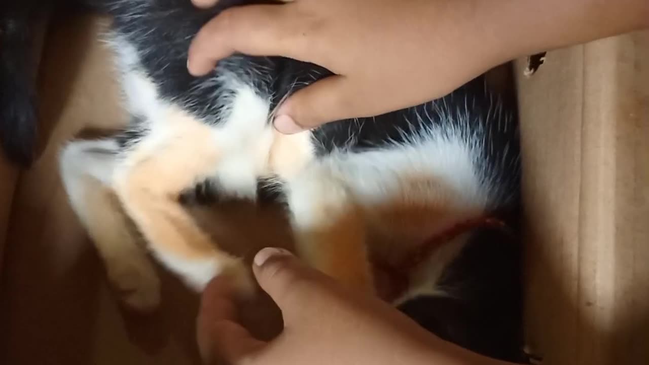 funny new fun funny jokes funny videos funny animal funny name funny memes