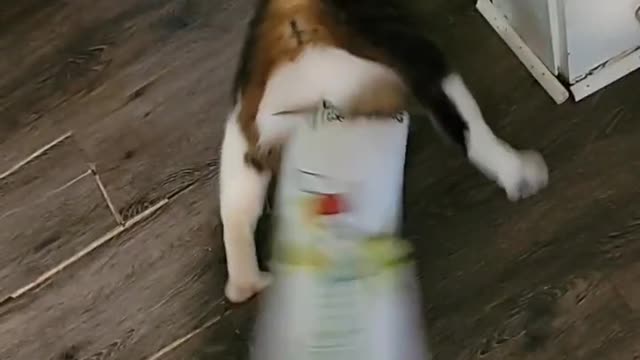 Curiosity Gets Kitty Stuck in Soda Box