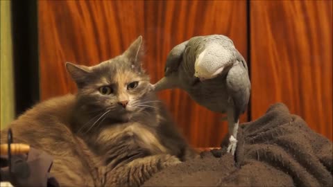 Parrot annoys cat