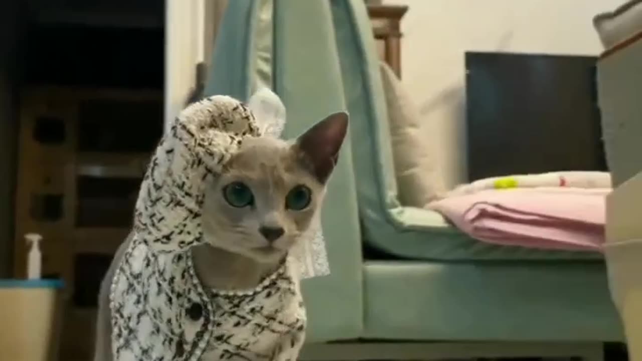 CAT DRESSED AS A SUPER MODEL