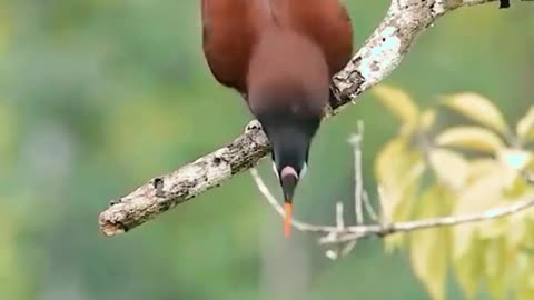 Amazing Bird Action