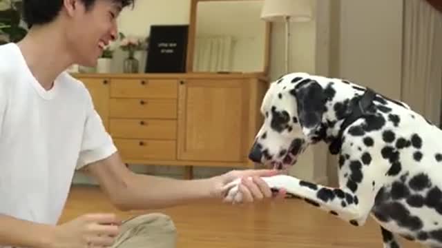 Funniest and Cutest Dog Training NEW #Shorts, #68