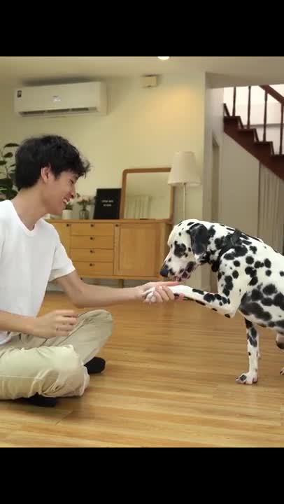 Funniest and Cutest Dog Training NEW #Shorts, #68