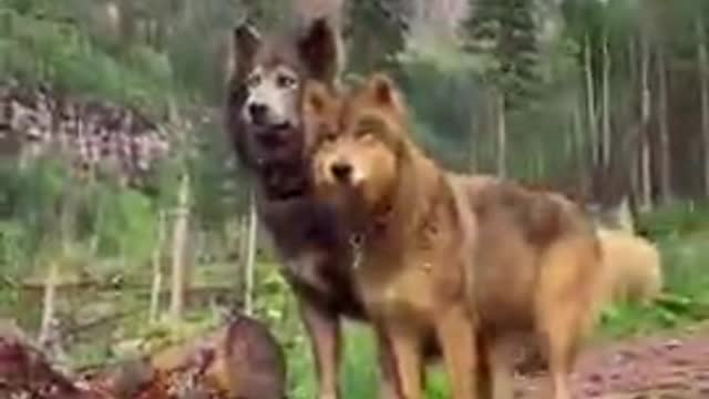 WolfDog dangerous Dogs Most dangerous dog breeds