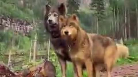 WolfDog dangerous Dogs Most dangerous dog breeds