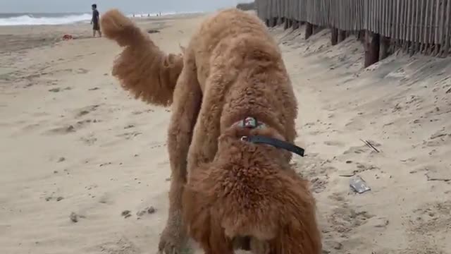 Beach boi Funny Dog