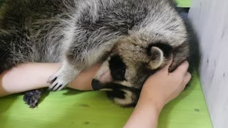 Raccoon discriminates against mother and brother