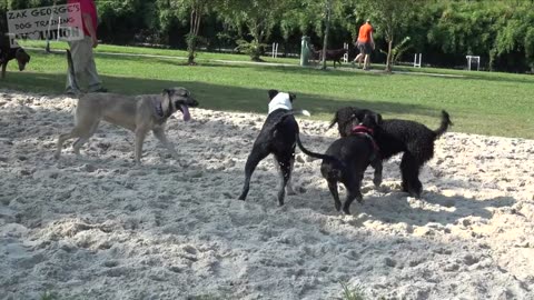 Are Dog Parks a Good Idea for your Dog-