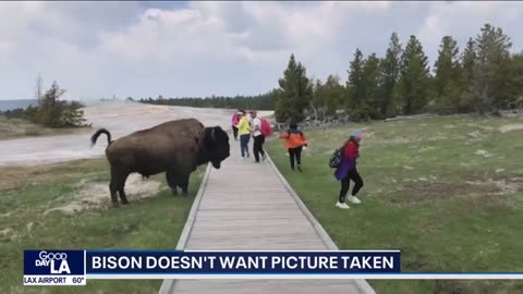 In other news: Bison doesn't want picture taken.