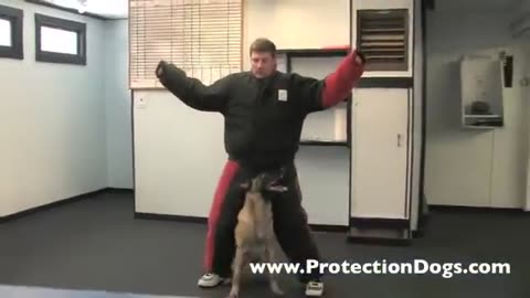 Unbelievable Trust Eyewitness a Protection Dog’s Immediate Bond