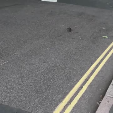 Fox and rat on city roads