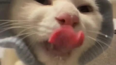 Meow meow meow lick into your heart