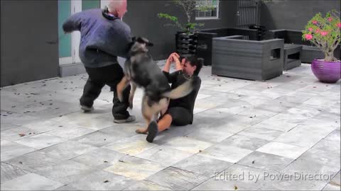 Best how to train our dogs __ dogs training video __ funny moment of dogs #shorts