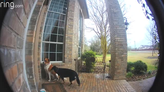 Dog learns to use ringing video doorbell