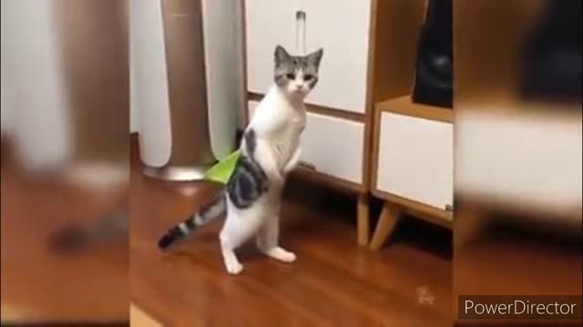 Funniest cats video 2022 #36