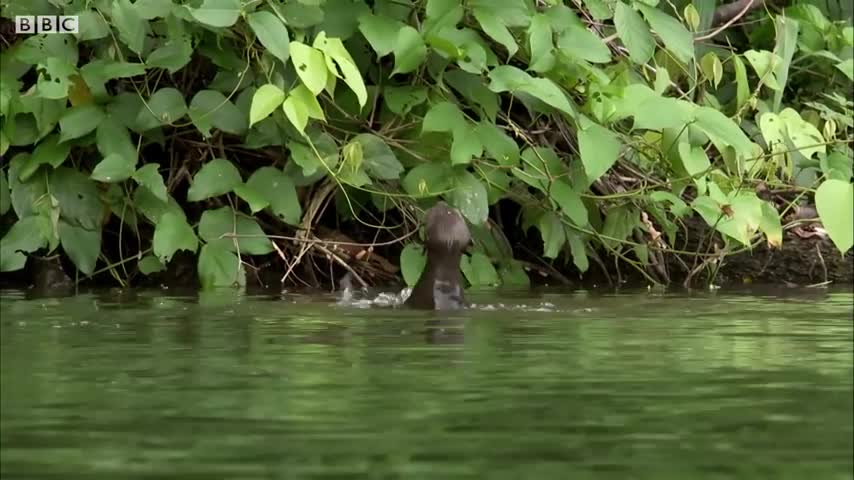 Baby Otter Cubs Learn to Swim | BBC Earth