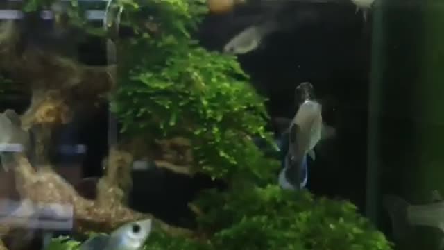 Recommend a video of a pretty fish in a Korean aquarium.