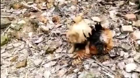 funny videos chicken vs dog fight ..guess who wins