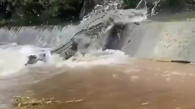 Huge alligator takes bikers by surprise on trail