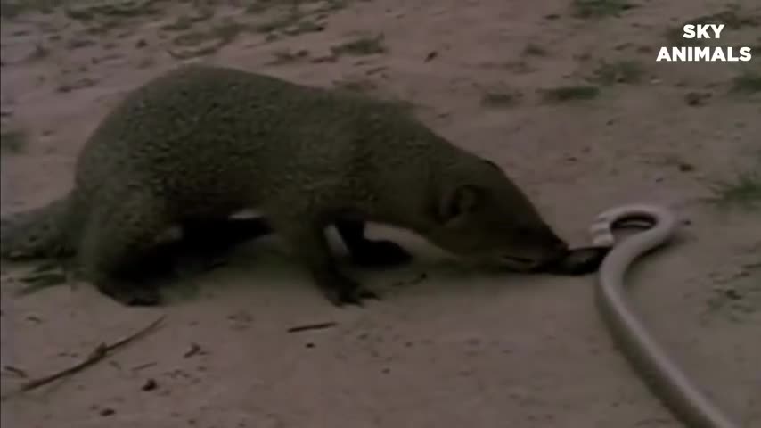 Amazing Snack Python King Cobra Big Battle In The Desert Mongoose