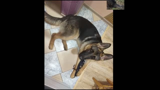 german shepherd. stage of growing up