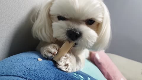 My cute dog who eats snacks well.