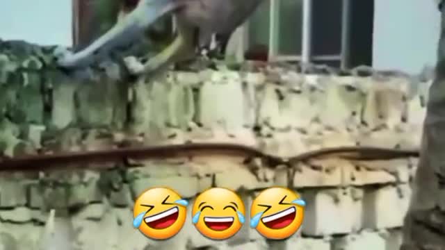 Dog Funny Scene