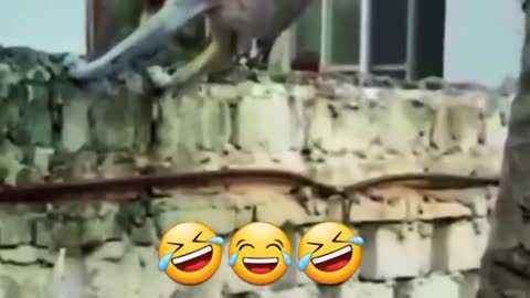 Dog Funny Scene