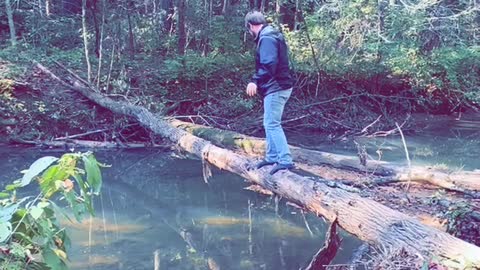 Walking Over a Fallen Tree to Cross the River