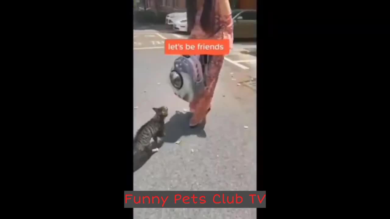 Funniest Cats and Dogs Videos 2024 😹🐶 Best Funny Animal Videos 😅