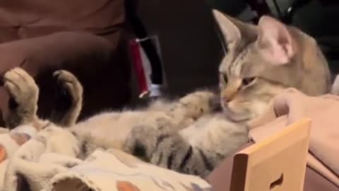 Cats really are our bosses, no? #bosscat TV watching cat