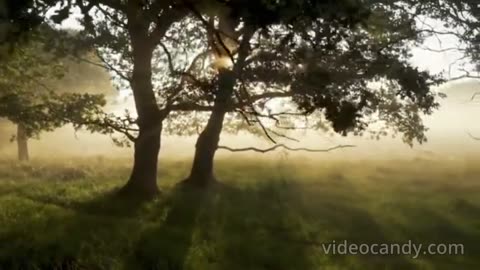 FOREST WOODS MYSTICAL