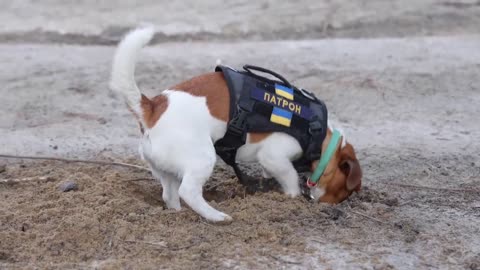 I met PATRON, the most famous bomb-sniffing dog in Ukraine.