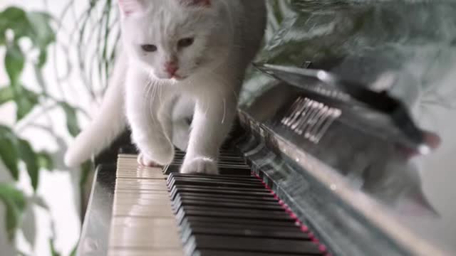 Kitty on piano
