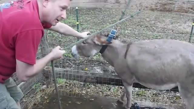 Donkey mating with pigs