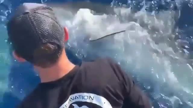 Shark Attack on Human | Amazing Footage