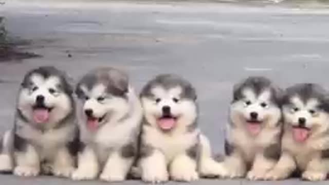 Cute and Funny Dog Videos Compilation _#short