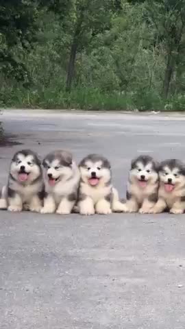 Cute and Funny Dog Videos Compilation _#short