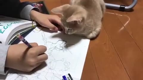 Pet Baby Cat & Art