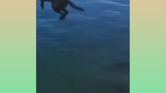 #Funny video