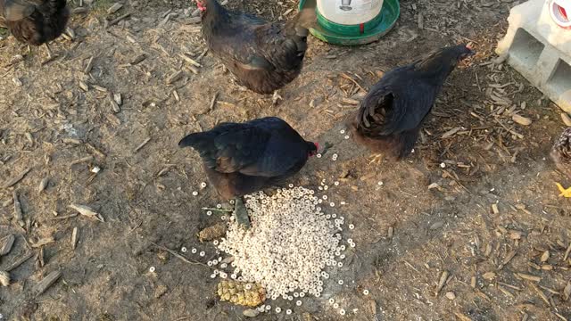 My Chickens in the Morning