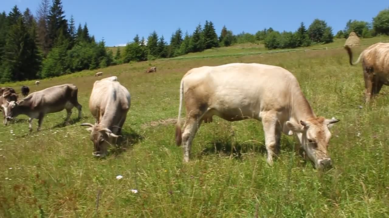 Cows and beautiful nature