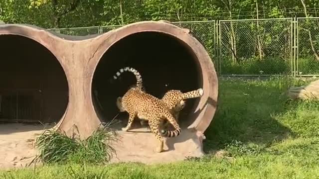 The cheetah