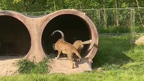 The cheetah