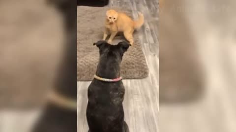 Dog an cat cute