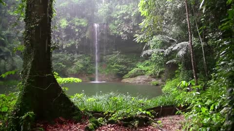 Relaxing Sleep, Rainforest Animals Sound and Rain Sound, Deep Sleep